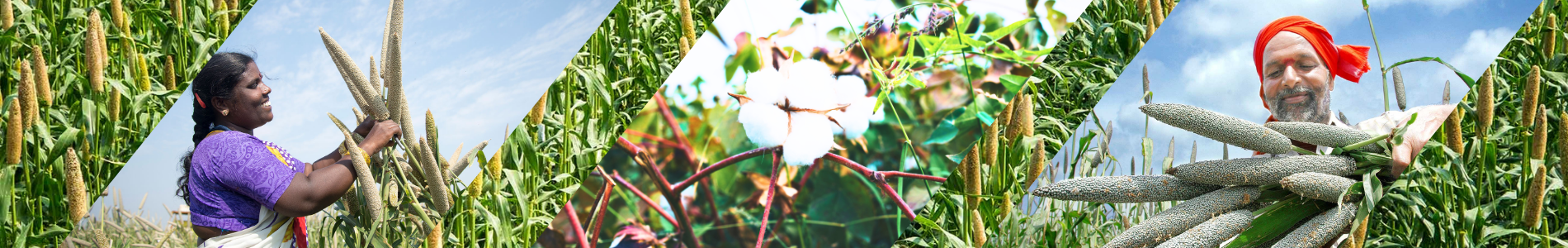 Image of first carousel